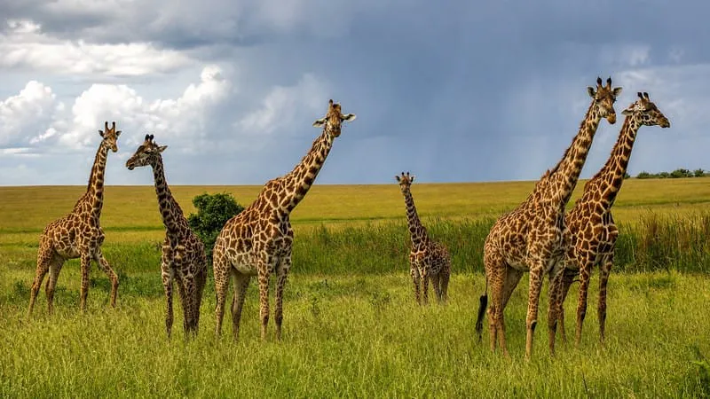10 Days Kenya Amazing Safari Experience