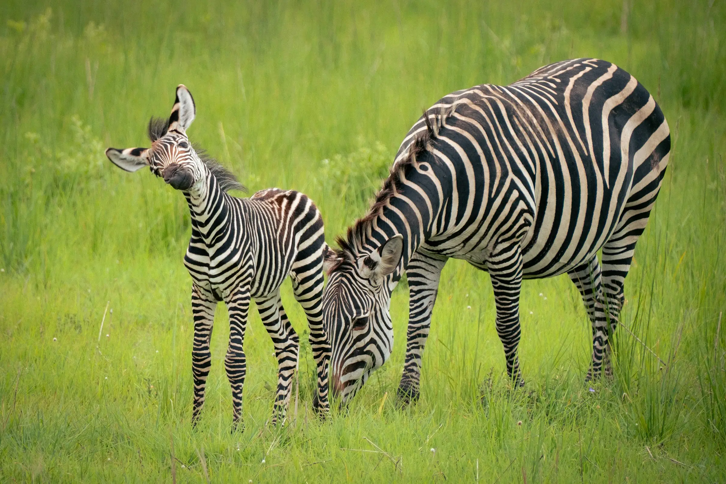 4-Day Exclusive Tanzania Luxury Safari Experience