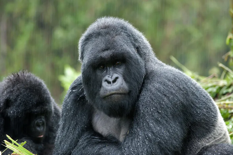 12-Day Private Uganda Gorillas and wildlife safari