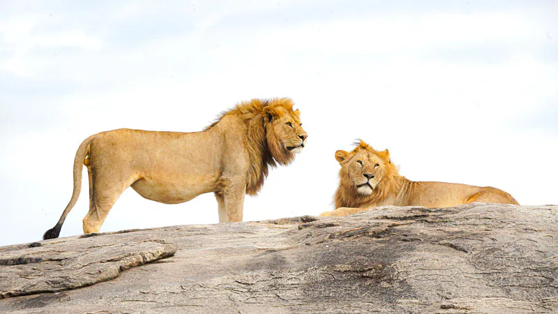 8-Days Tanzania Migration Experience