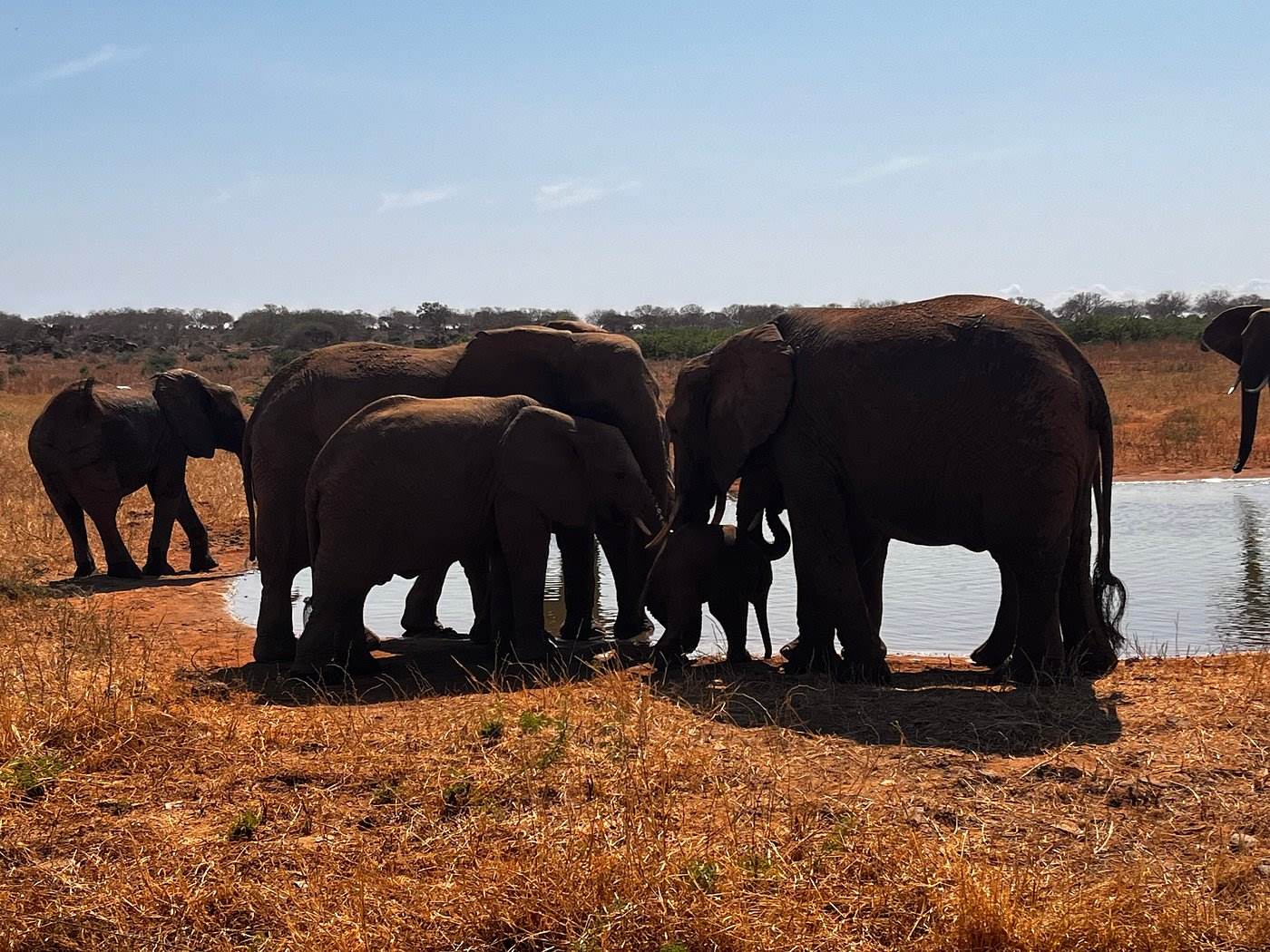 8 Days Coast Exploration: Tsavo West National Park- Tsavo East National Park - Diani Beach