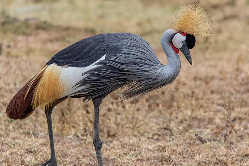 2 Day Ngorongoro Crater Safari and Adventure