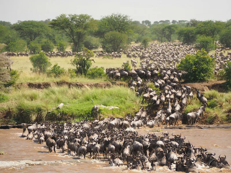 5-Day Luxury Tanzania Safari & Cultural Experience