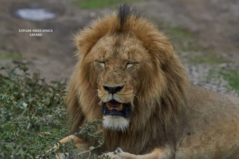 Private - 3 Day The Amazing Serengeti National Park & Ngorongoro Crater Tour