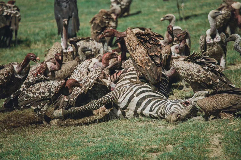 5-Day Wildebeest Migration Calving in Ndutu - African Big Cats Safaris - Safarigo