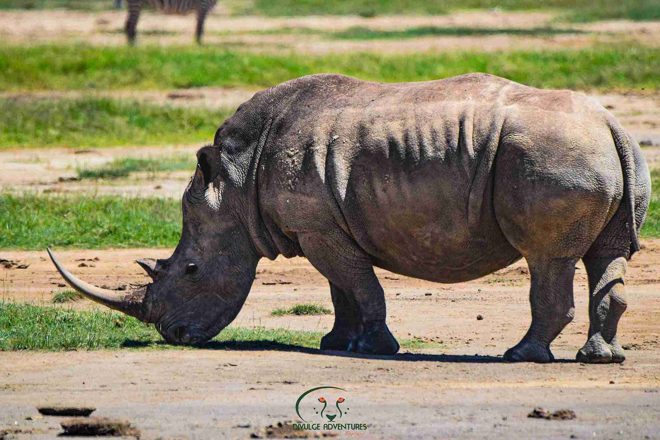4- Day Lake Nakuru and Masai Mara Classic Budget Safari