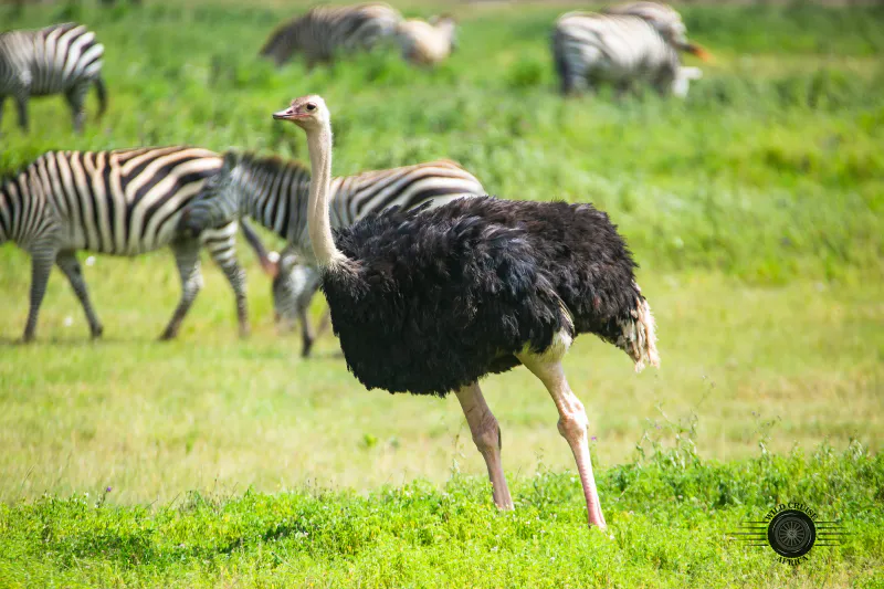 10-Day Wildlife Adventure & Zanzibar Beach Vacation