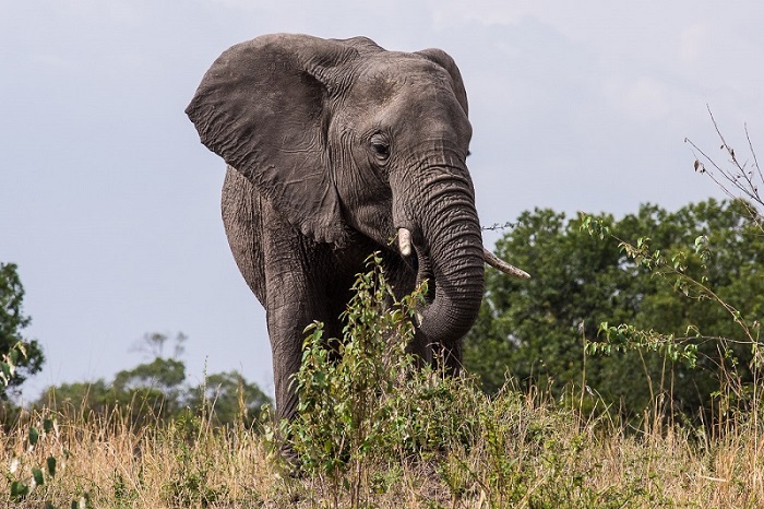 3 Days-2 Nights Flying Package Masai Mara safaris