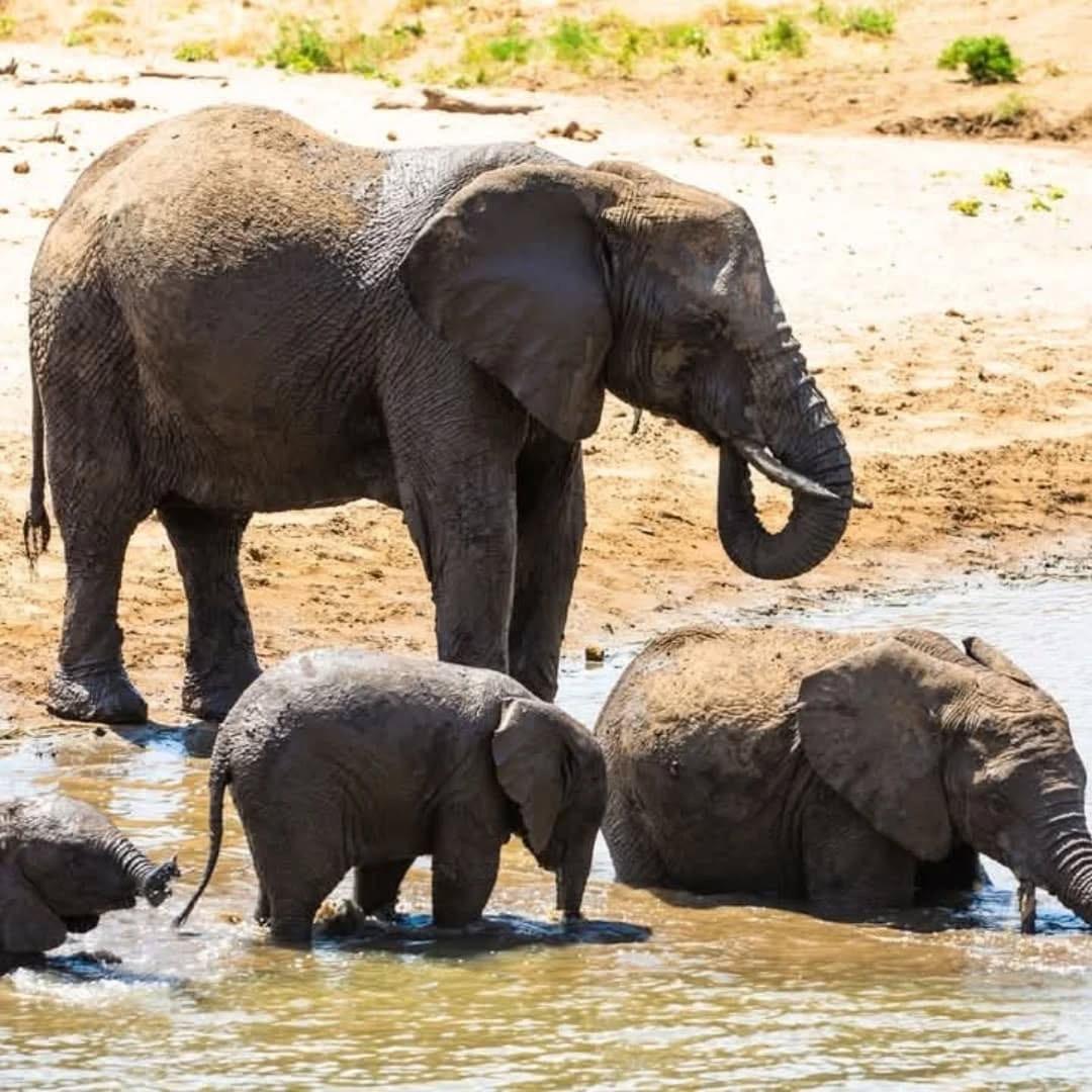 4 Days Serengeti Safari