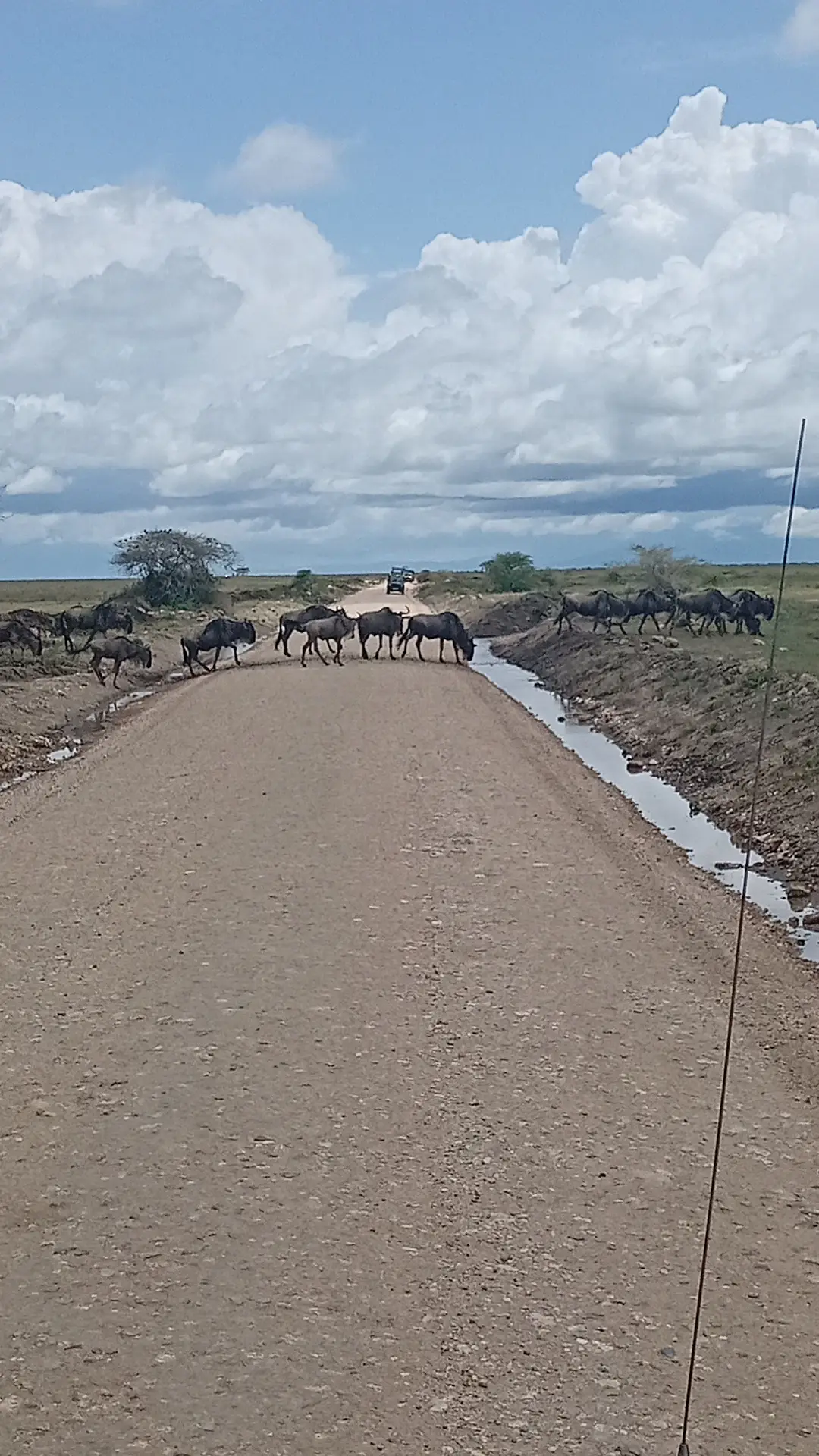 5-Day Ndutu Calving Season Safari With Kilimanjaro Winners and Safaris