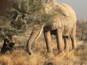 9-Days Namib Naukluft Park,Coastal Twom of Swakomund, Etosha National Park