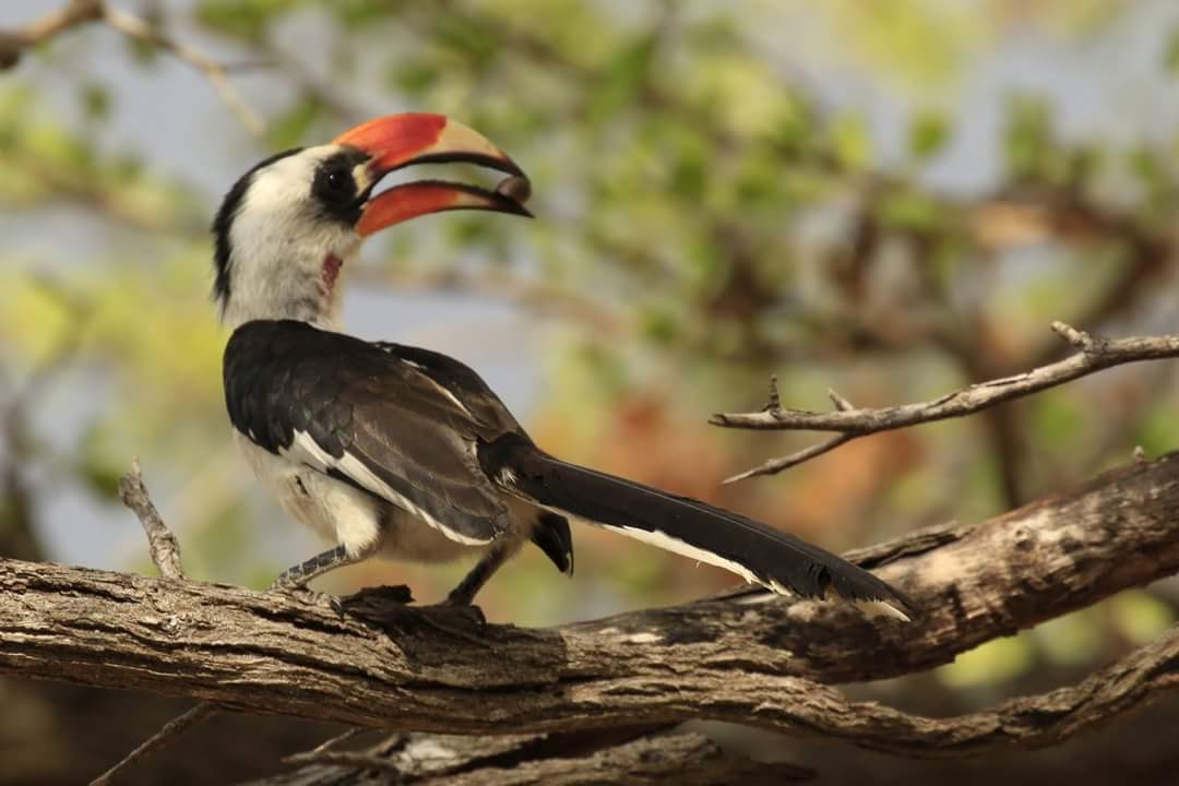 Day Trip - Tarangire National Park from Arusha