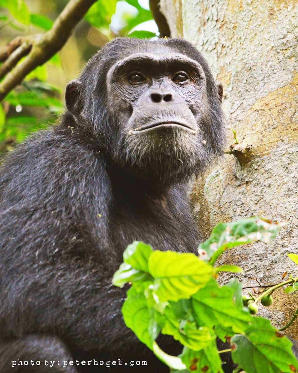 18-Day Uganda All Way Round Safari
