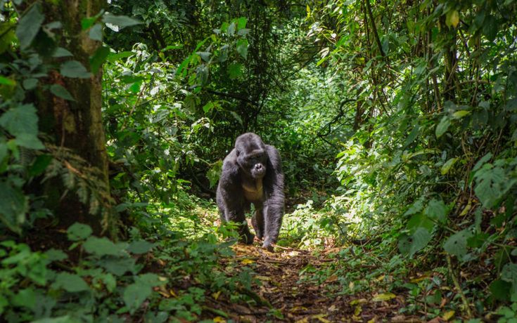 14-Day Gorillas Trekking, Game Drives & Beach Holiday