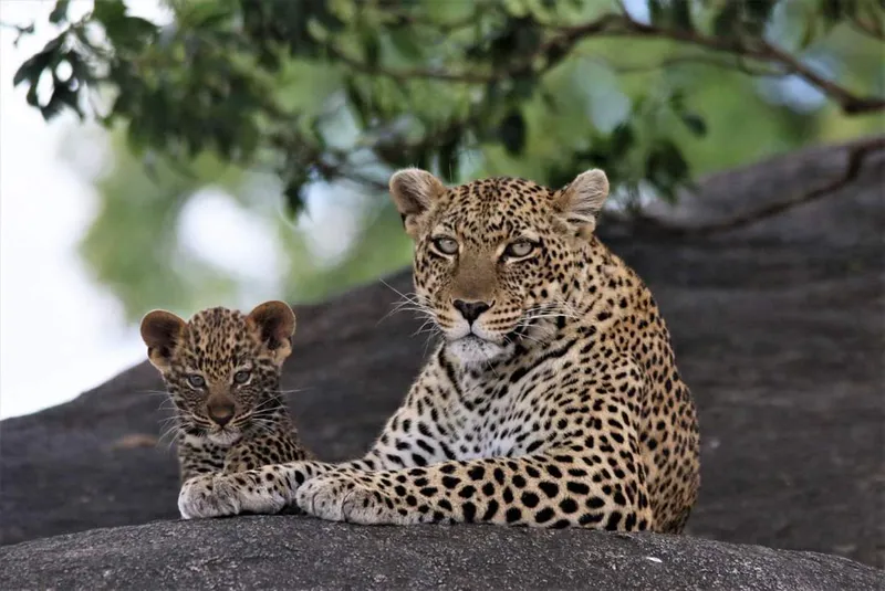 12 Days | Luxury Northern Tanzania Safari & Zanzibar Beach Escape