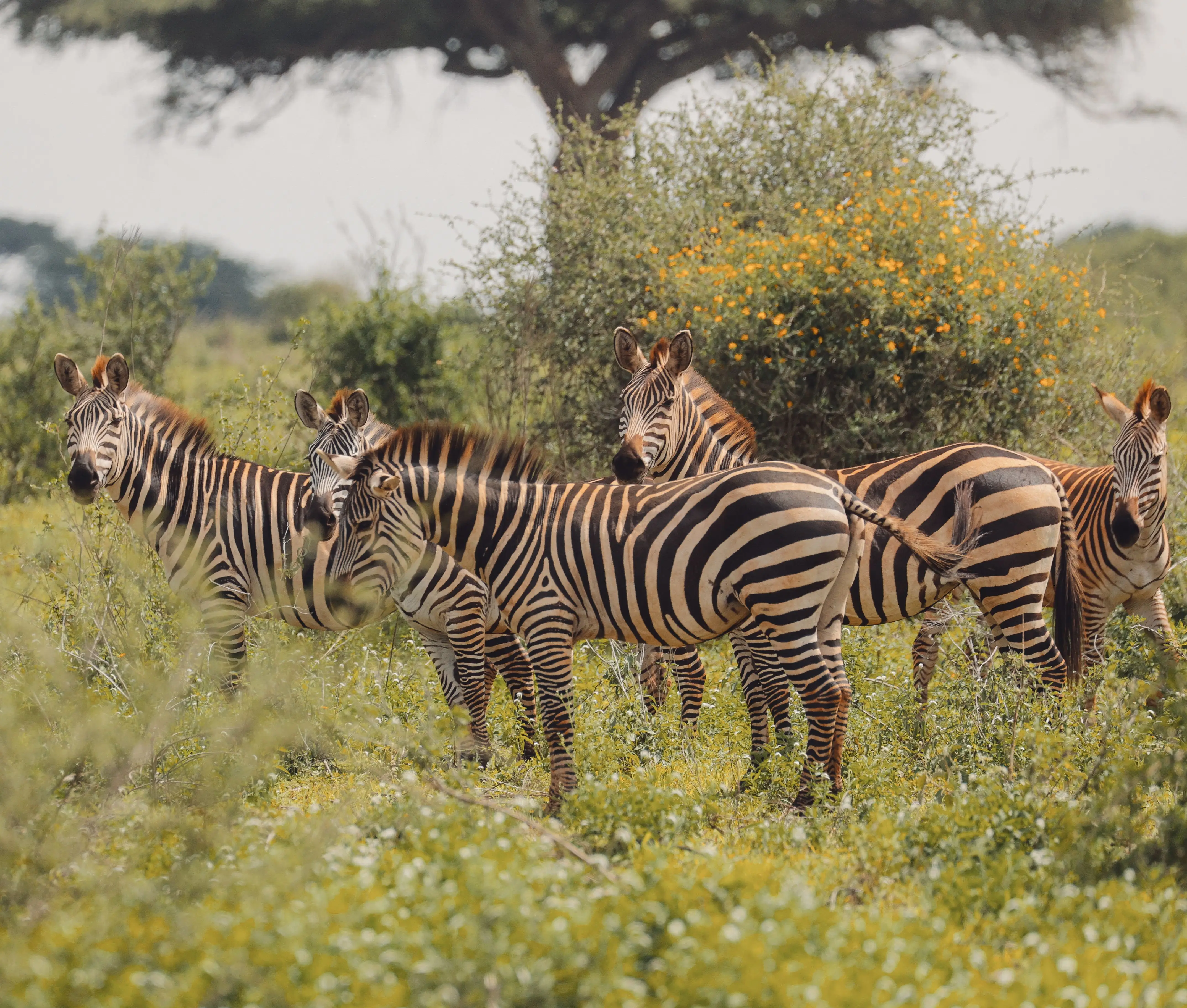 7 Days Big Five Migration Safari Tanzania Wildlife Adventure