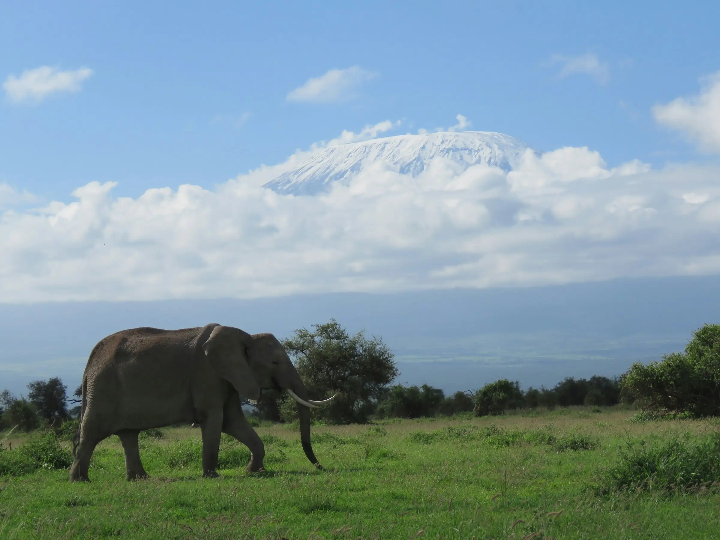 5-Day Mount Kilimanjaro Uhuru Peak Trek – Classic Marangu Route