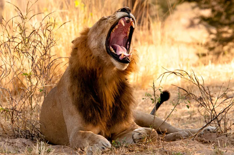 5 Days Serengeti Ngorongoro, Tarangire & Lake Natron
