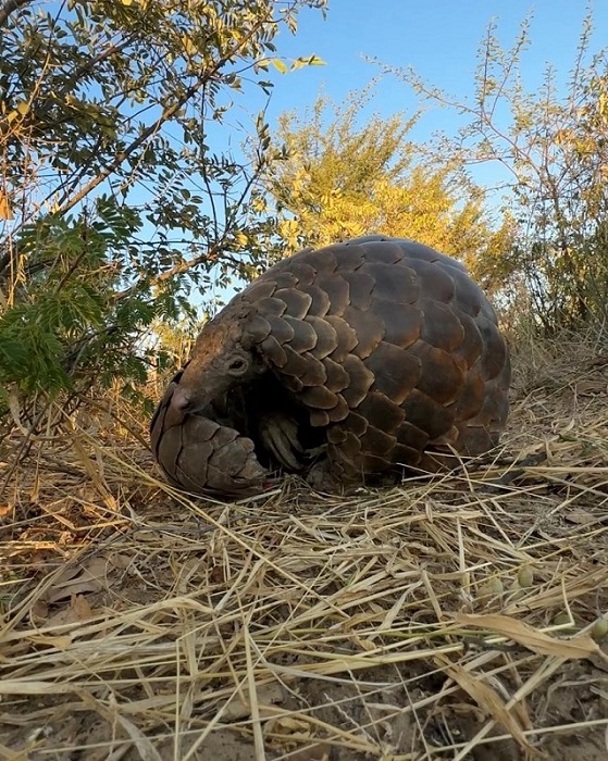 Pangolin Conservation Tour - Nature Travel Namibia - Safarigo