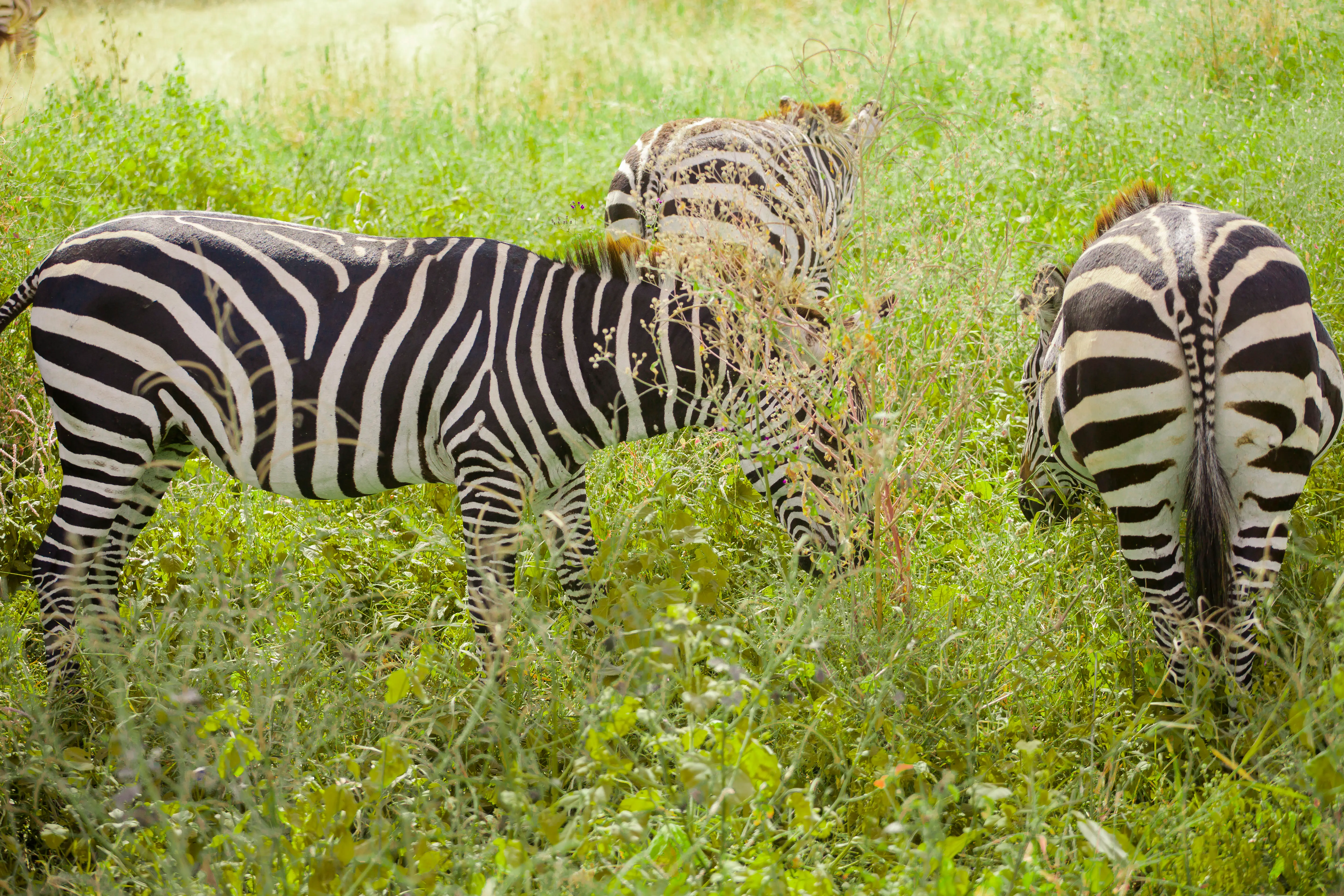 4-Day Luxury Northern Tanzania Safari: Tarangire, Ngorongoro & Lake Manyara