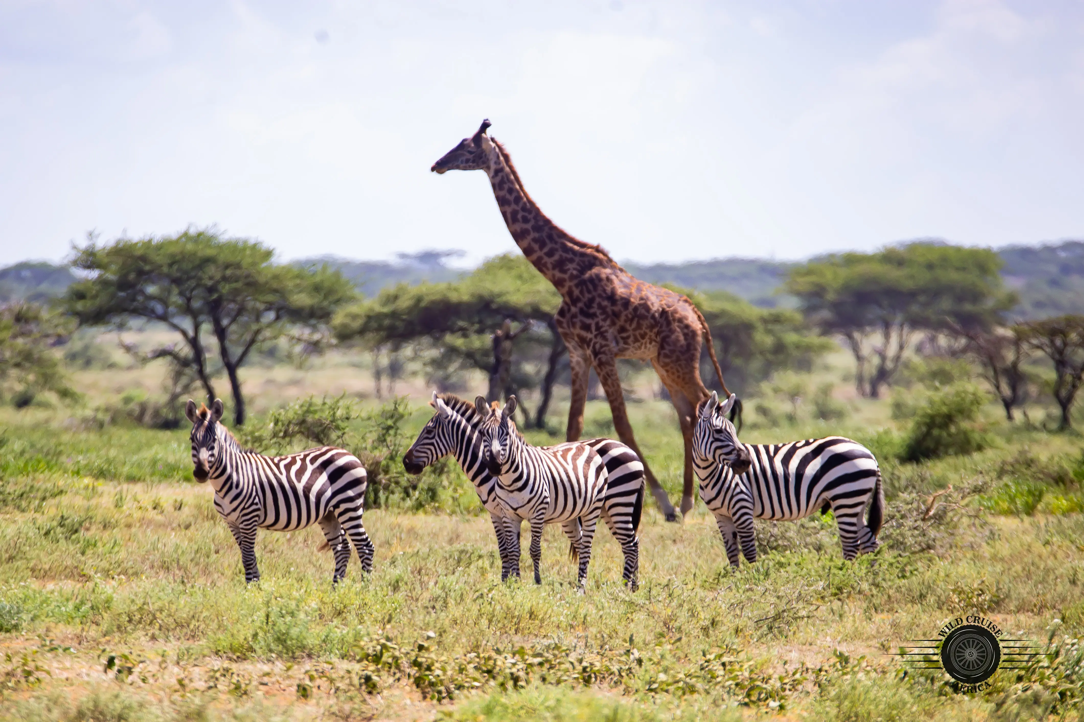 4-Day Arusha, Tarangire, Ngorongoro & Manyara-Mid-Range