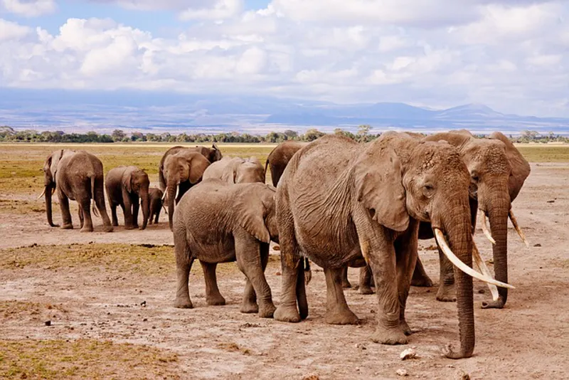 5-Day Adventurous Safari Exploring The Majestic Amboseli To The Great Masai Mara