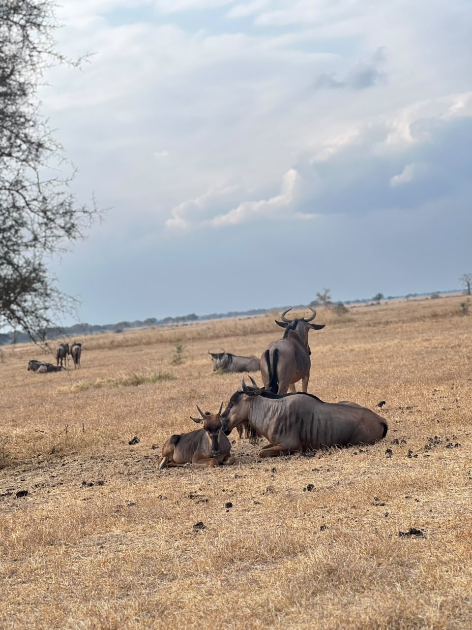 3 Day Serengeti explorer safari