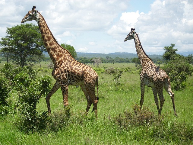 2-Day Ngorongoro And Tarangire Amaizing