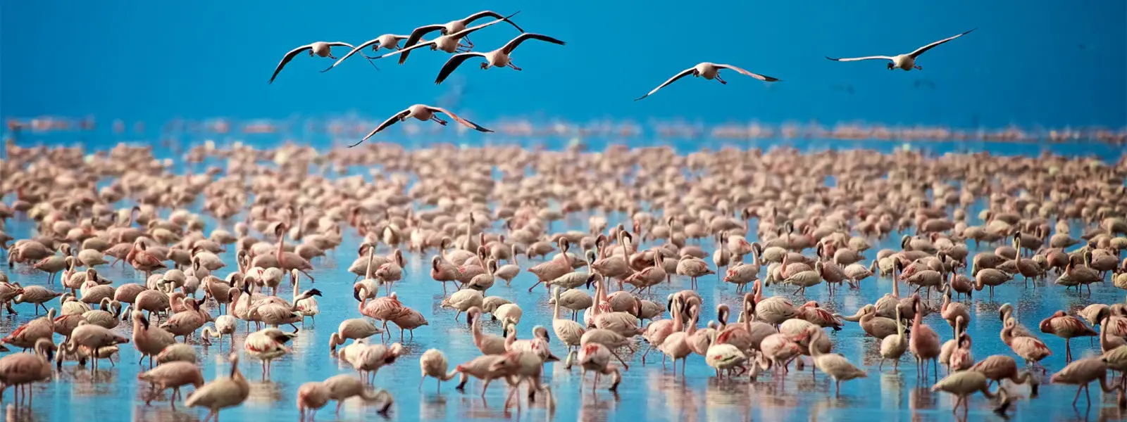 2 - Days Tanzania Safari: Lake Natron & Lake Eyasi