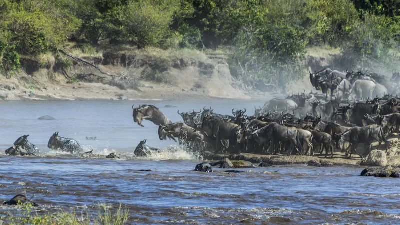 8 Day - Tanzania Migration Footsteps - Midrange