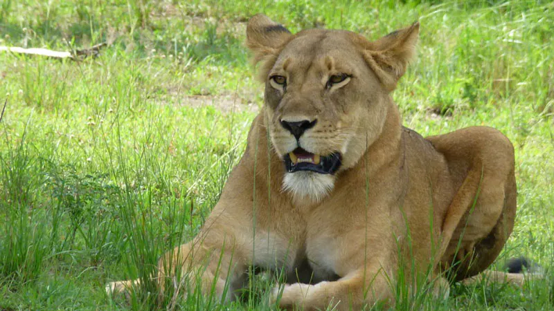 8-days Uganda Wildlife Holiday