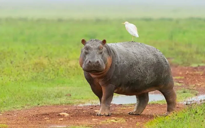 6-Day Tarangire, Serengeti, Ngorongoro Crater Trip
