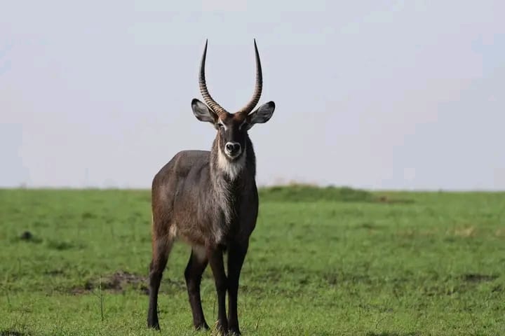 5- Days L. Naivasha, L. Nakuru and Masai Mara Safari