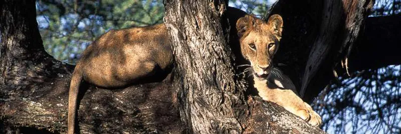 4-Day Private Mid-Range Thrilling Safari