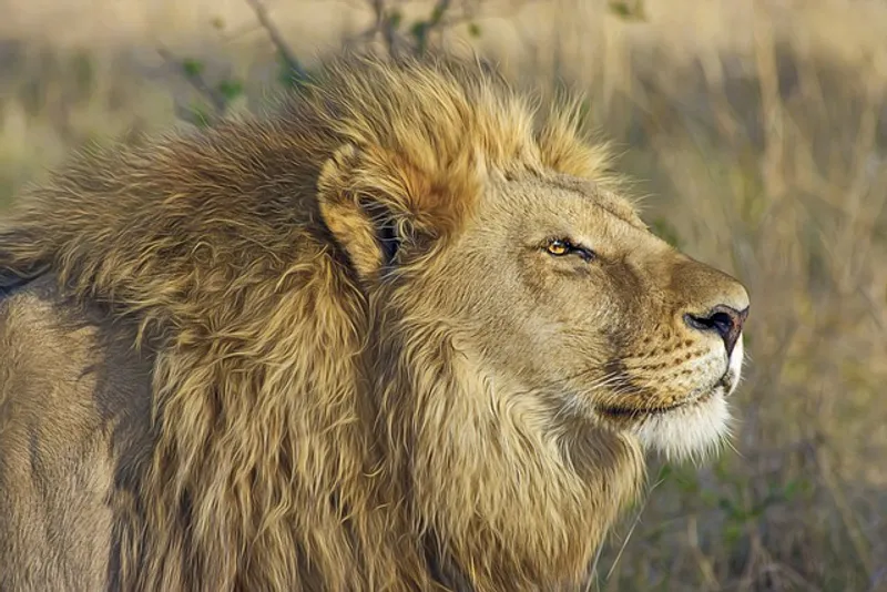 1-DAY LAKE MANYARA PARK ADVENTURE