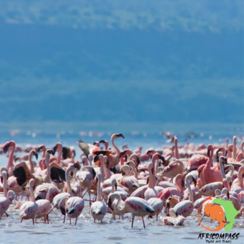 Day trip to Lake Nakuru