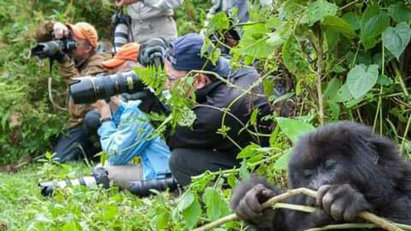 6-Days Murchison falls N.Park,Kibale Forest,Bwindi
