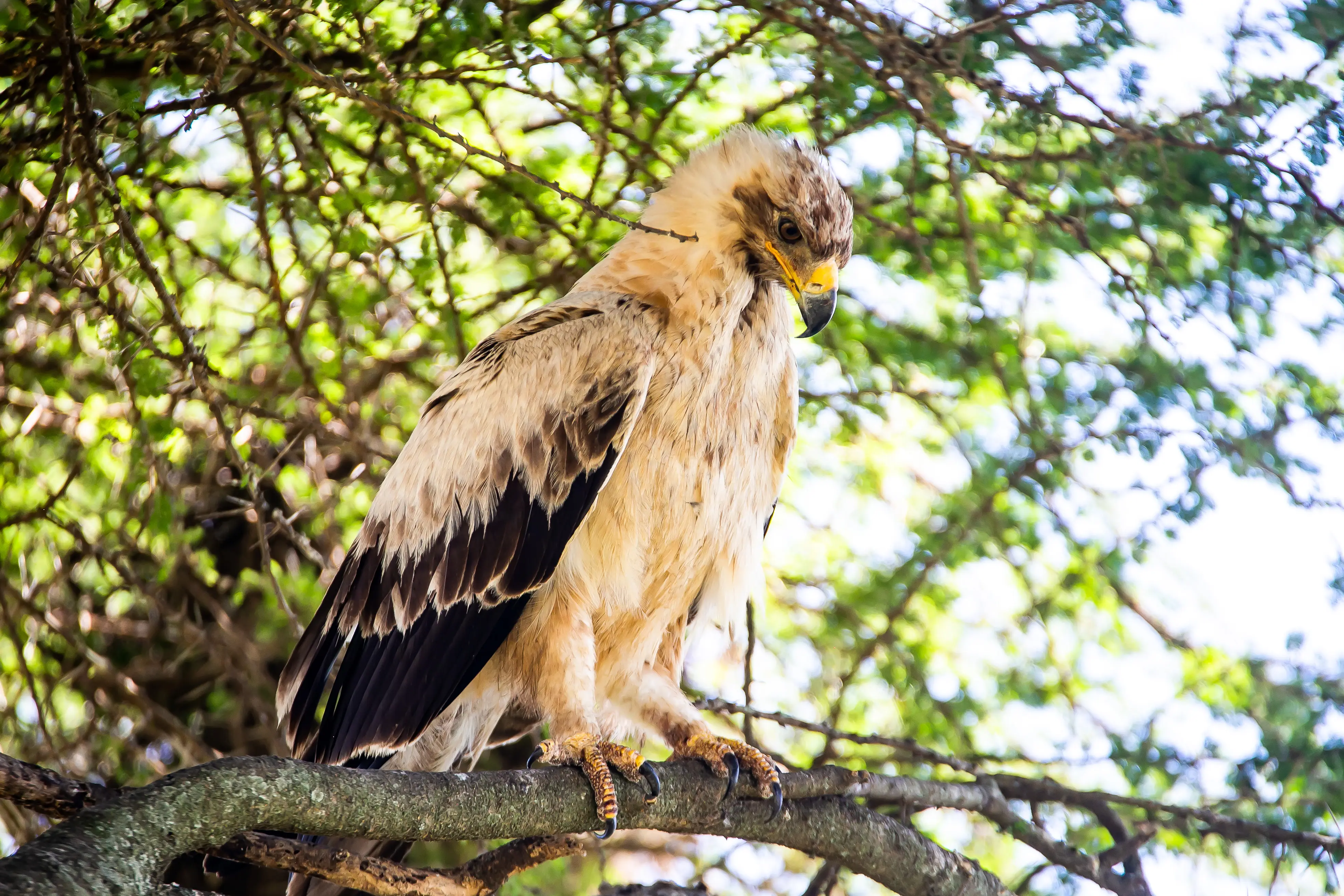 7 Day Fly in Safari & Culture Experience - Midrange