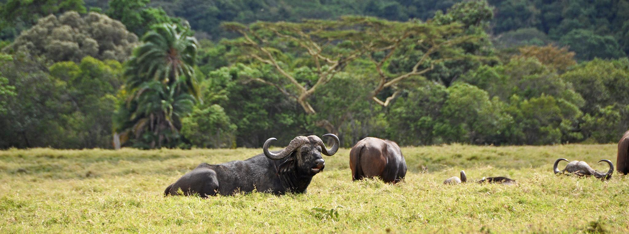 2-Day Lark Plains & Arusha National Park Birdwatching Safari
