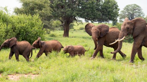 Custom Affordable Safari & Zanzibar Beach Getaway