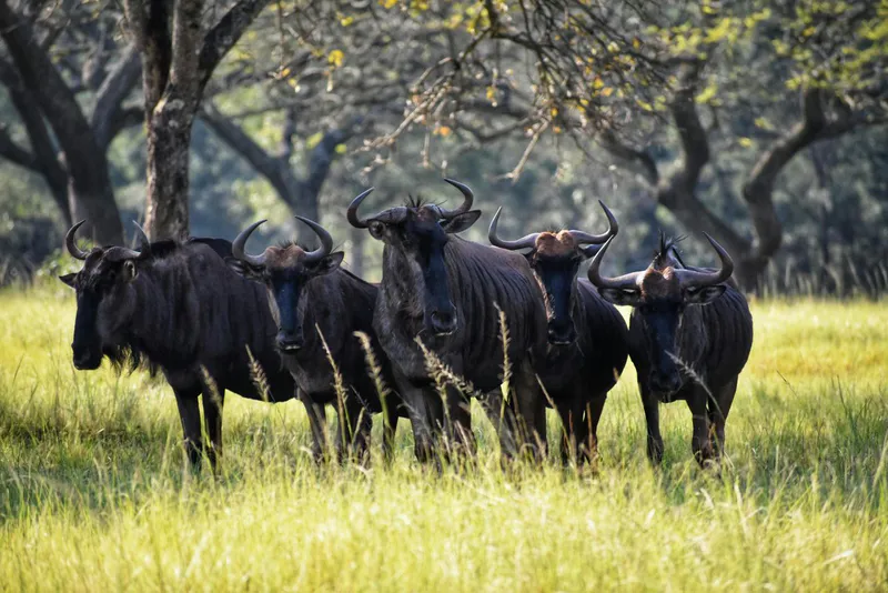 6-Day Classic Tanzania Safari: Tarangire, Serengeti, Ngorongoro & Lake Manyara