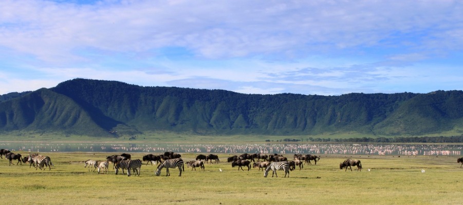 4-Day Fly-In, Fly-Out Safari