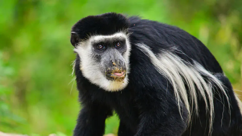 7-Day Lake Mburo , Queen and Gorilla Trekking Safari