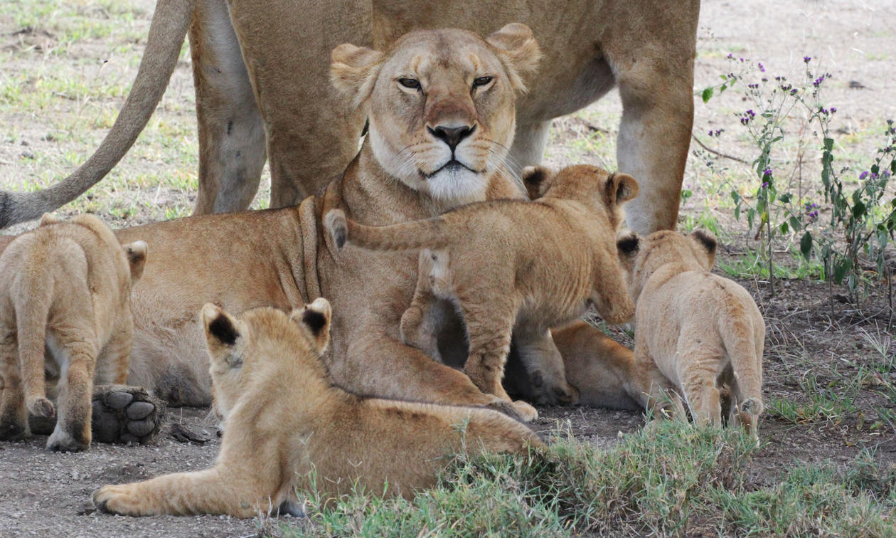 5-Day Mid range Tanzania Safari
