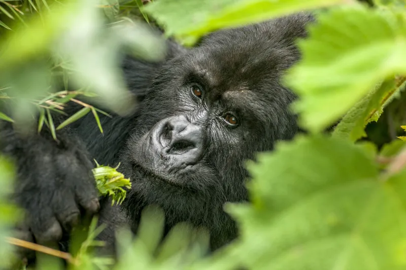8 Days Mabamba Jinja Queen Elizabeth & Gorilla Trekking