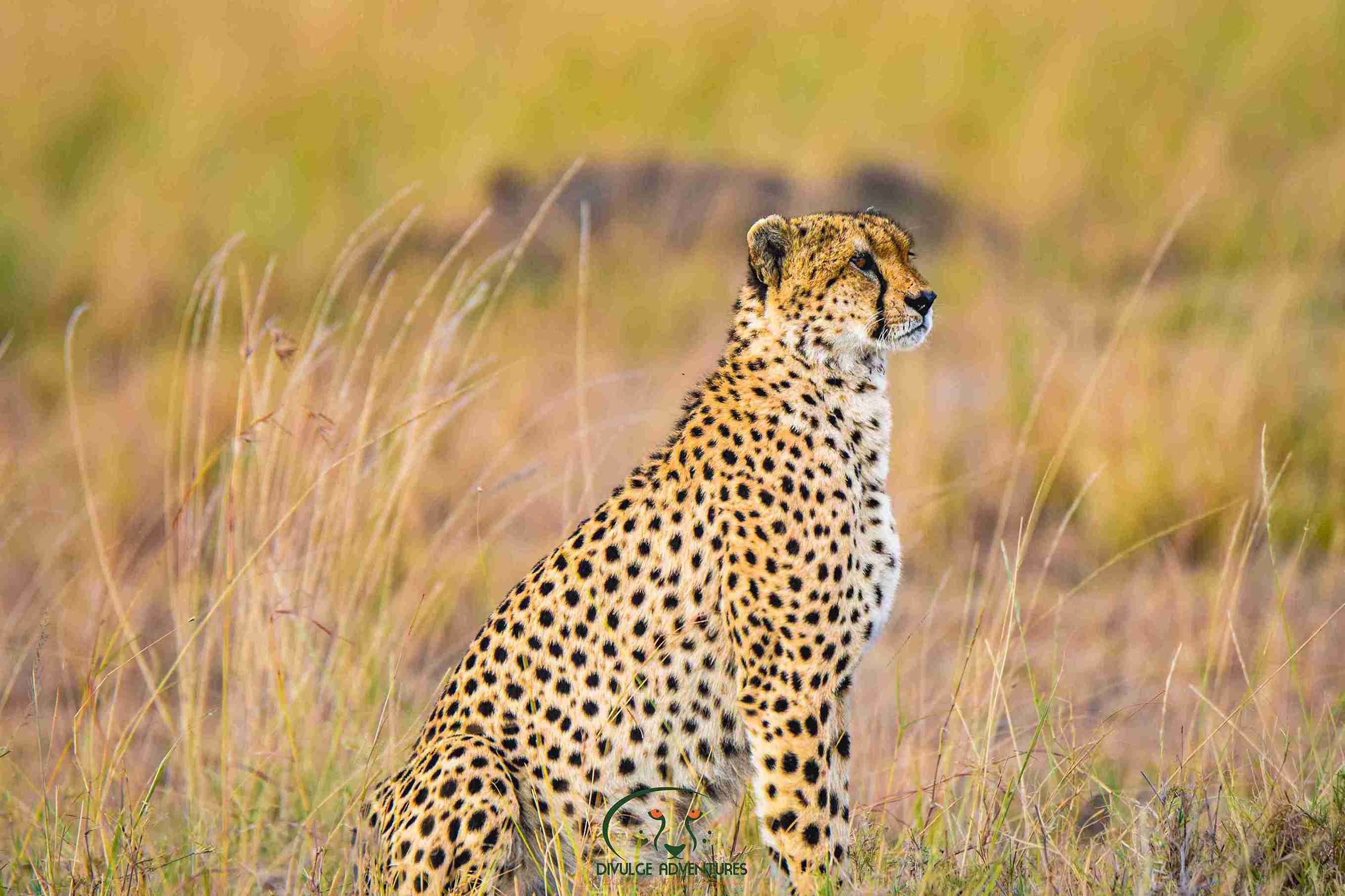 4- Day Lake Nakuru and Masai Mara Classic Budget Safari
