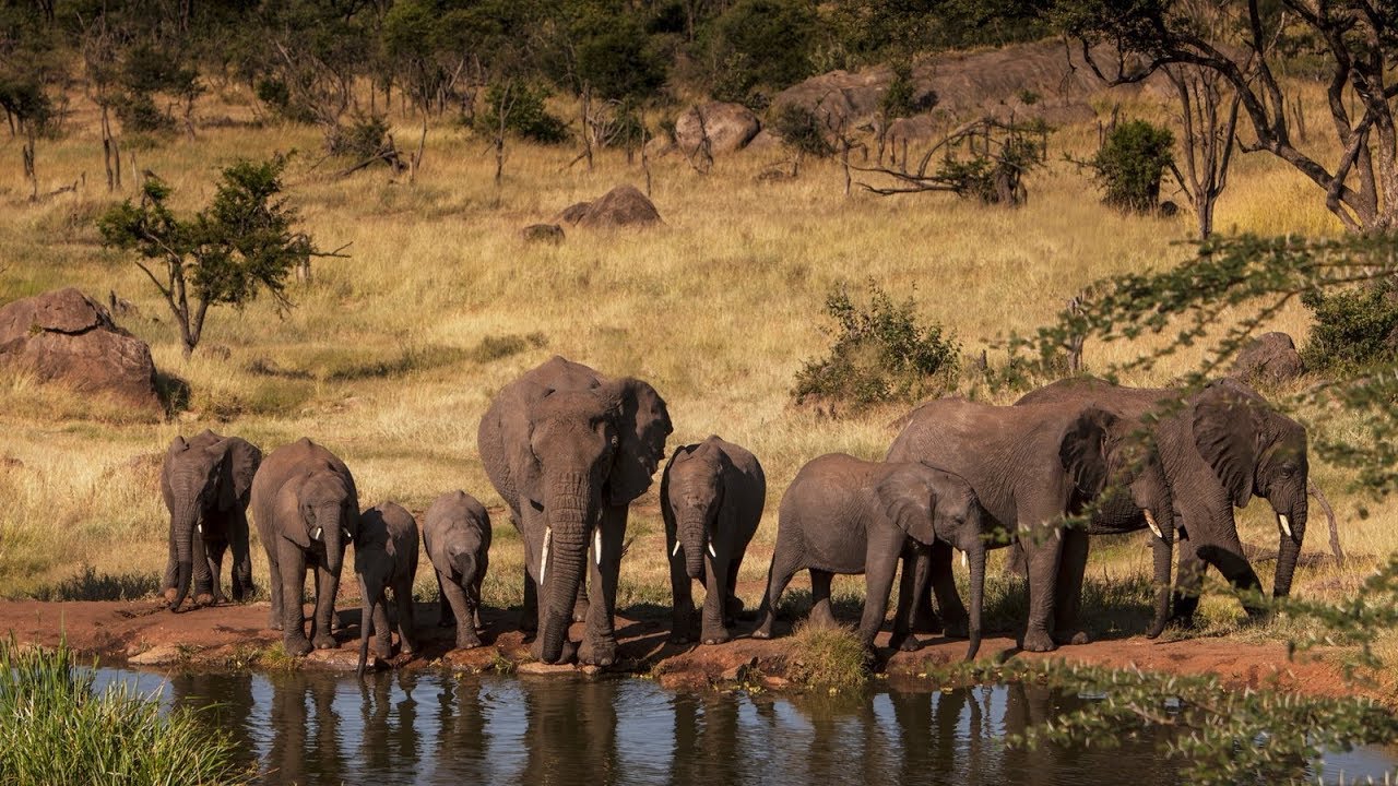 7 Days Luxury Tanzania Safari Calving Season