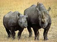 1 DAY TRIP- MKOMANZI RHINO SAFARI