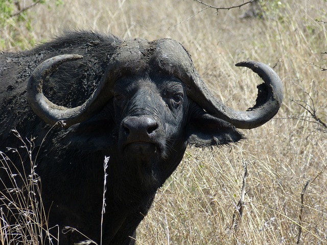 5 Day Tarangire, Serengeti, Ngorongoro And Manyara Adventure