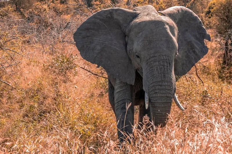 4-Day Magic Experience Safari Mix Lodge & Camp